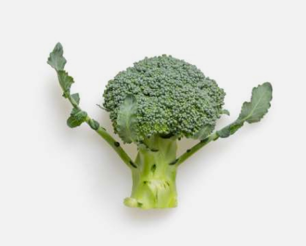 Broccoli